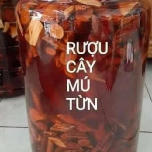 C&acirc;y m&uacute; từn